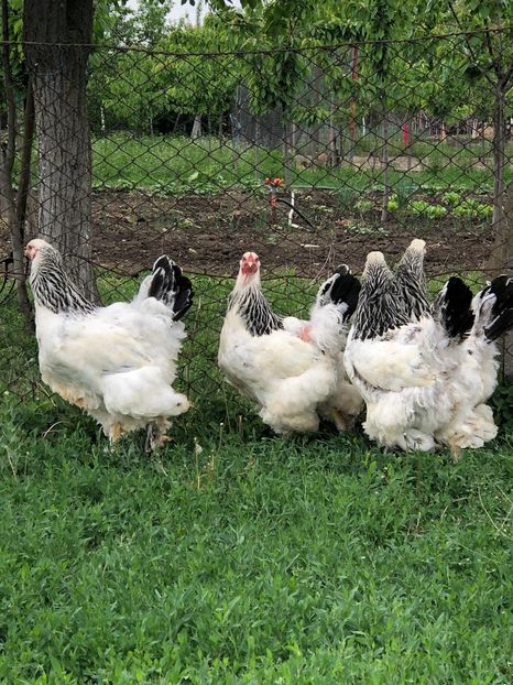 IMG-20200503-WA0214 - 2020 Brahma herminat deschis si potarnichiu