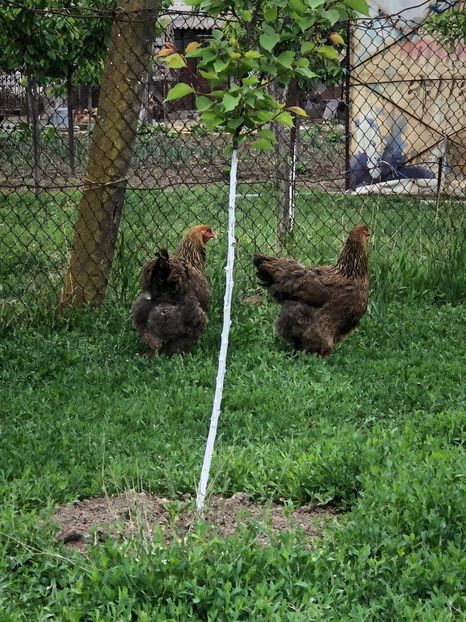 IMG-20200503-WA0215 - 2020 Brahma herminat deschis si potarnichiu