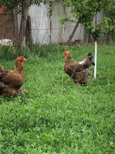 IMG-20200503-WA0216 - 2020 Brahma herminat deschis si potarnichiu