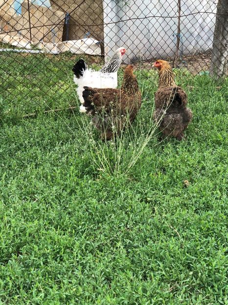 IMG-20200503-WA0217 - 2020 Brahma herminat deschis si potarnichiu
