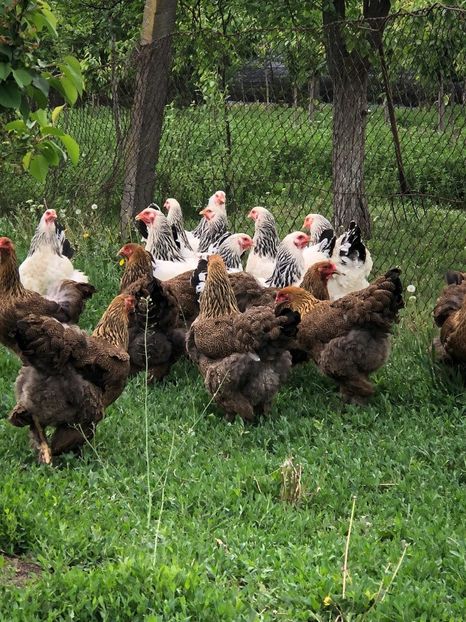 IMG-20200503-WA0218 - 2020 Brahma herminat deschis si potarnichiu