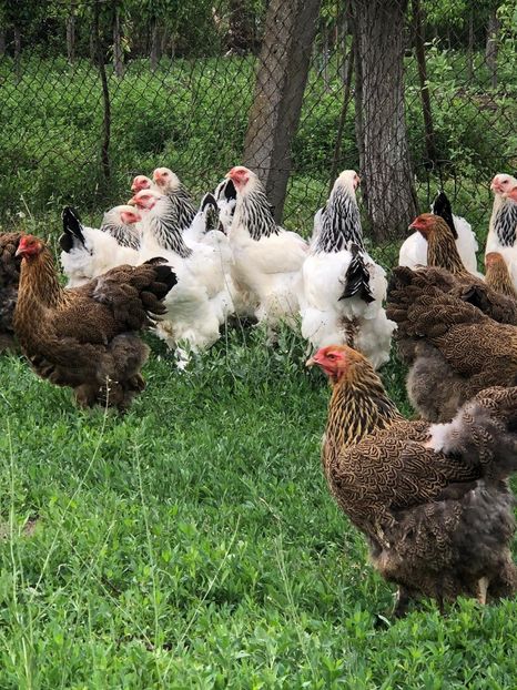 IMG-20200503-WA0220 - 2020 Brahma herminat deschis si potarnichiu