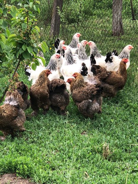 IMG-20200503-WA0221 - 2020 Brahma herminat deschis si potarnichiu