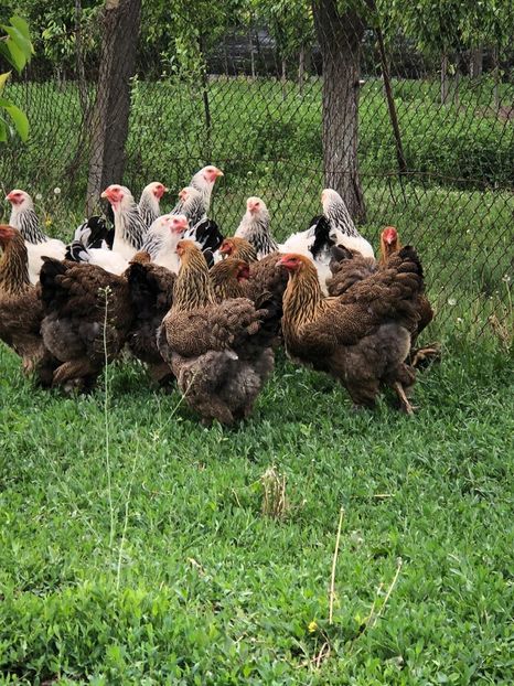 IMG-20200503-WA0222 - 2020 Brahma herminat deschis si potarnichiu