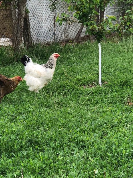 IMG-20200503-WA0223 - 2020 Brahma herminat deschis si potarnichiu