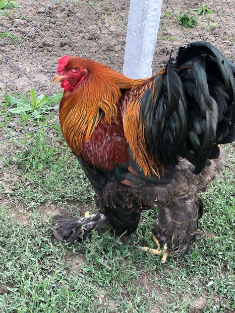 IMG-20200503-WA0224 - 2020 Brahma herminat deschis si potarnichiu