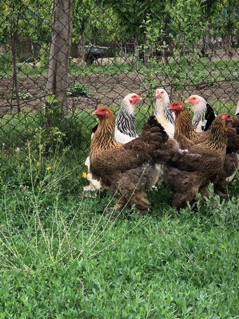 IMG-20200503-WA0225 - 2020 Brahma herminat deschis si potarnichiu