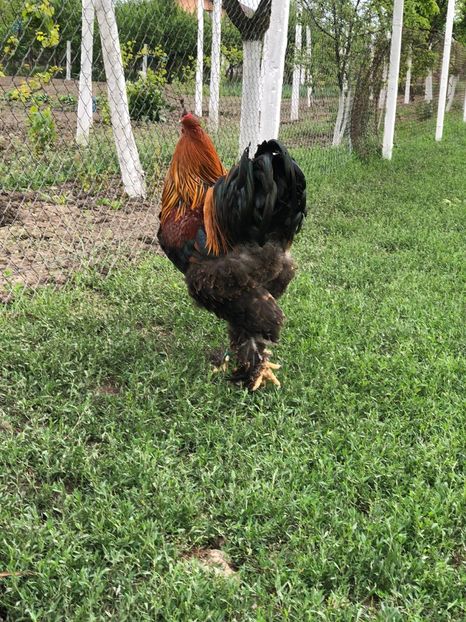 IMG-20200503-WA0227 - 2020 Brahma herminat deschis si potarnichiu