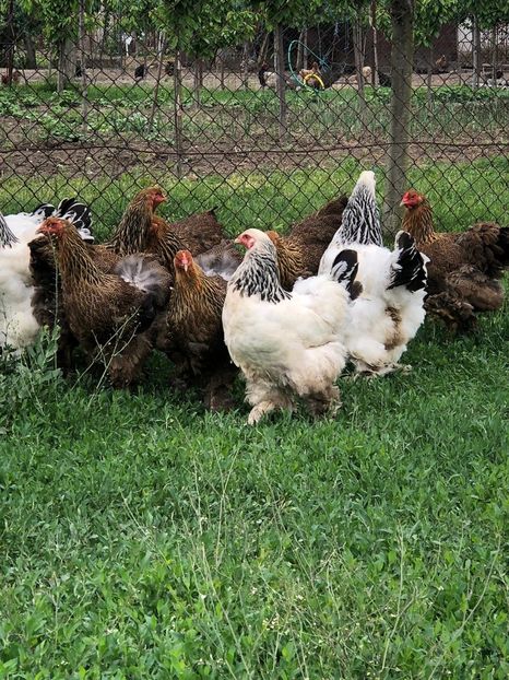 IMG-20200503-WA0228 - 2020 Brahma herminat deschis si potarnichiu