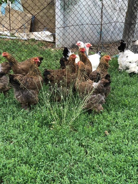 IMG-20200503-WA0229 - 2020 Brahma herminat deschis si potarnichiu