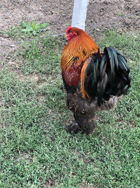 IMG-20200503-WA0230 - 2020 Brahma herminat deschis si potarnichiu