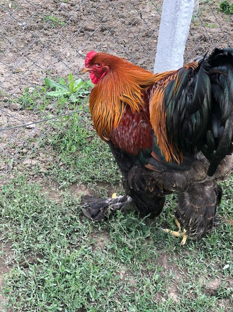 IMG-20200503-WA0231 - 2020 Brahma herminat deschis si potarnichiu