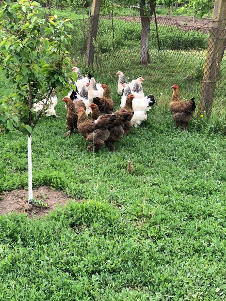 IMG-20200503-WA0233 - 2020 Brahma herminat deschis si potarnichiu