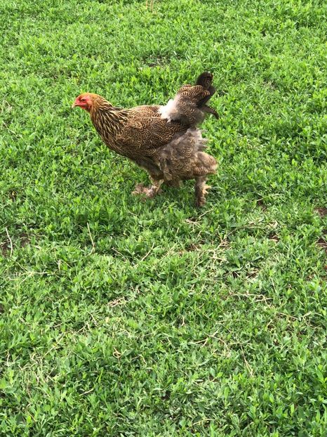 IMG-20200503-WA0235 - 2020 Brahma herminat deschis si potarnichiu