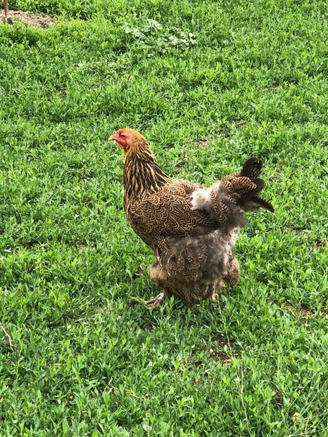 IMG-20200503-WA0237 - 2020 Brahma herminat deschis si potarnichiu
