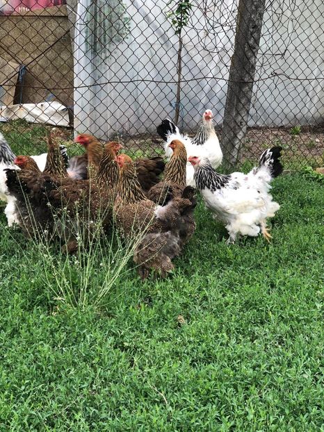 IMG-20200503-WA0238 - 2020 Brahma herminat deschis si potarnichiu