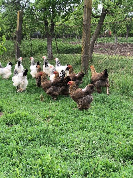 IMG-20200503-WA0239 - 2020 Brahma herminat deschis si potarnichiu