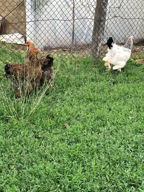 IMG-20200503-WA0240 - 2020 Brahma herminat deschis si potarnichiu