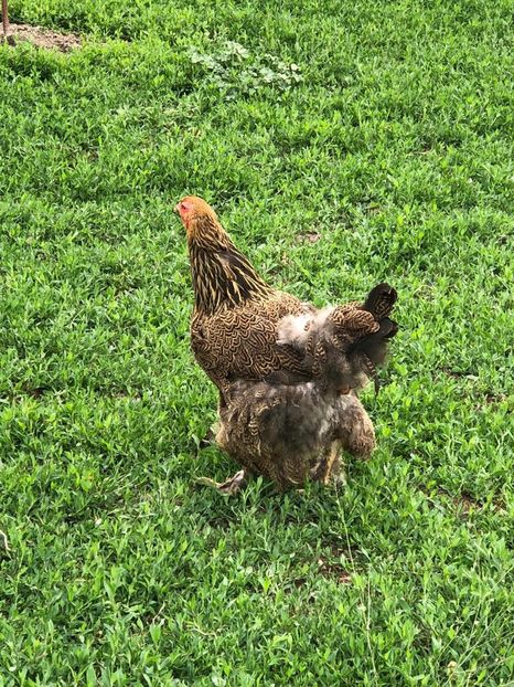 IMG-20200503-WA0241 - 2020 Brahma herminat deschis si potarnichiu