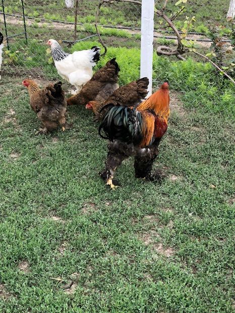 IMG-20200503-WA0242 - 2020 Brahma herminat deschis si potarnichiu