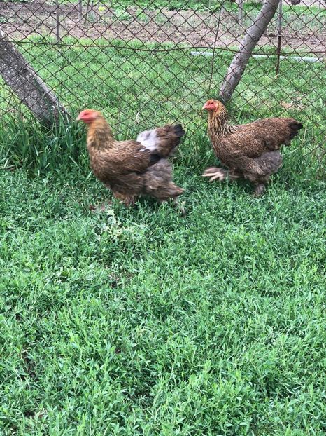 IMG-20200503-WA0243 - 2020 Brahma herminat deschis si potarnichiu