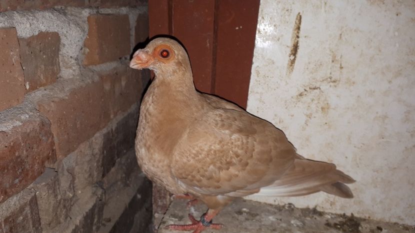 F - J2 _ tineret 2020