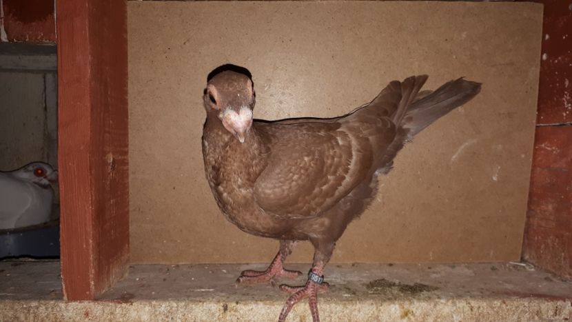 Vindut - J2 _ tineret 2020