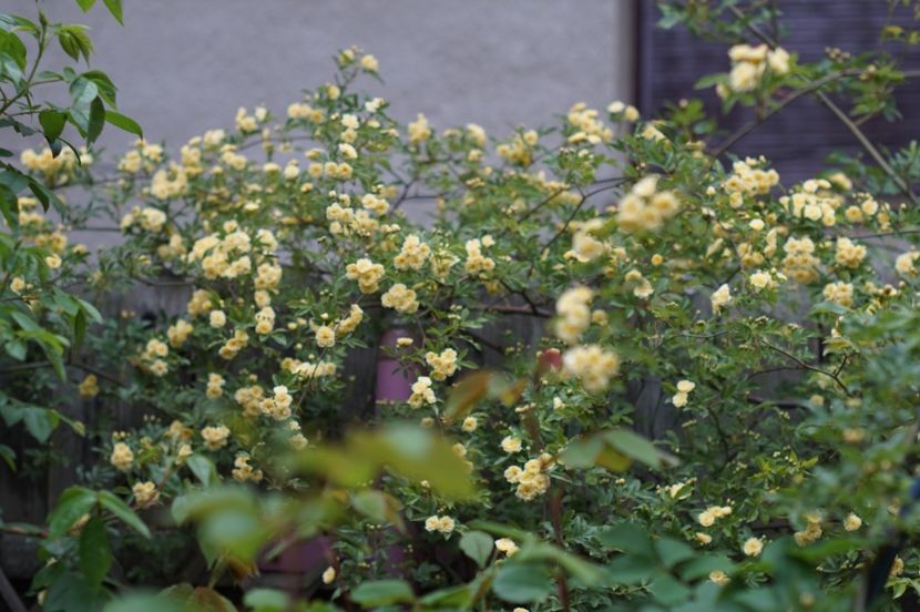  - MAI 2019- MAI 2020