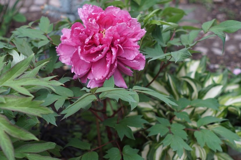  - MAI 2019- MAI 2020