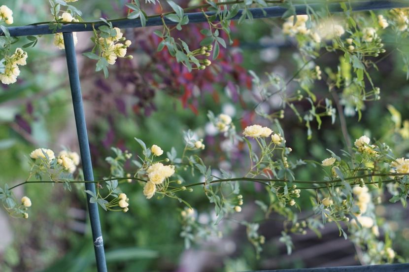  - MAI 2019- MAI 2020