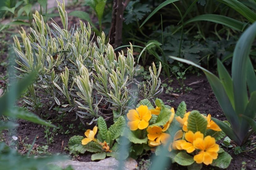  - MAI 2019- MAI 2020