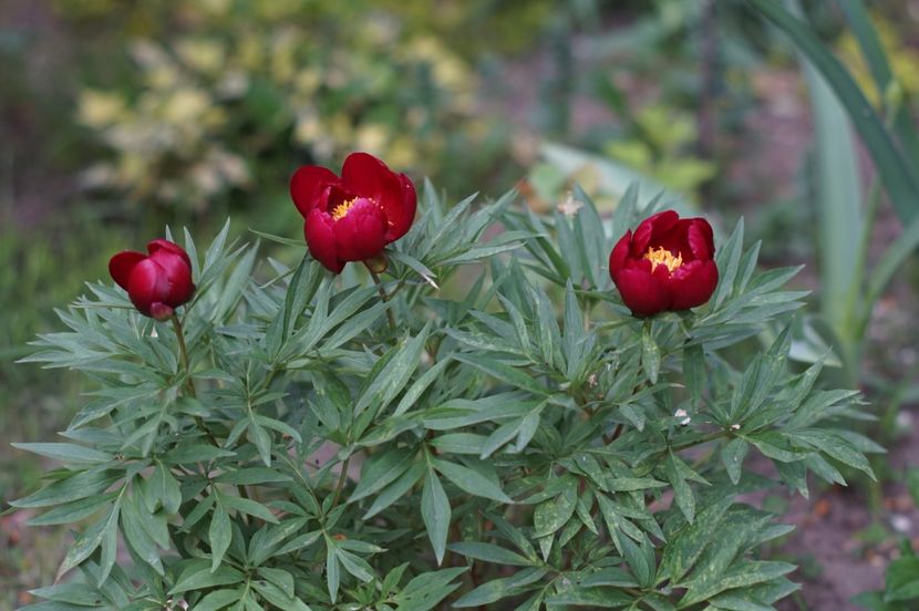  - MAI 2019- MAI 2020