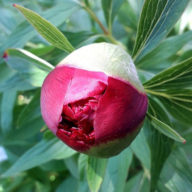  - AAAAA_L_BUJORI 2015_2017_2018_2019_2020