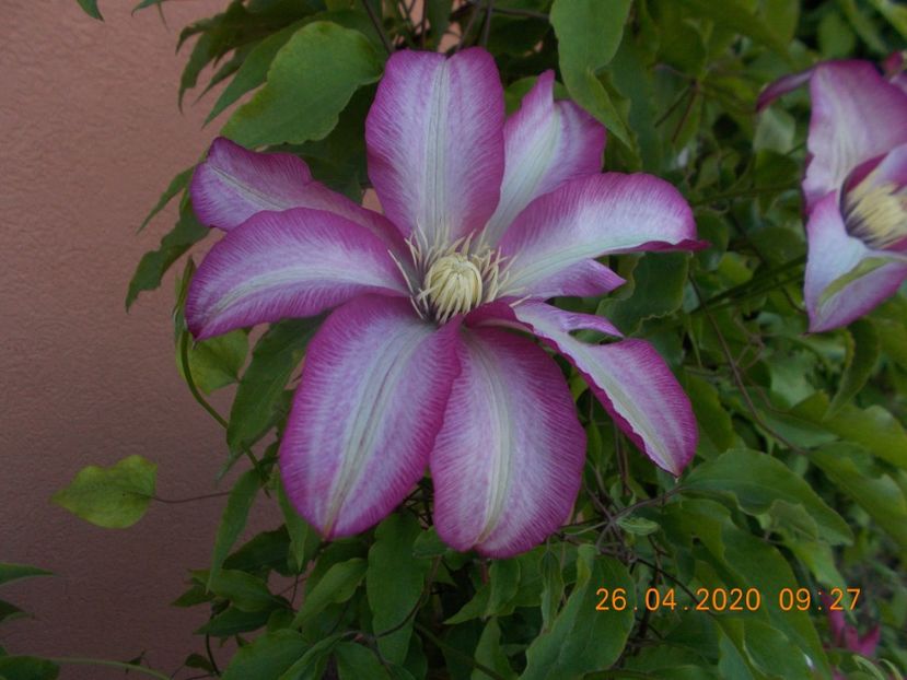  - Clematite 2016-2017-2019-2021-2022