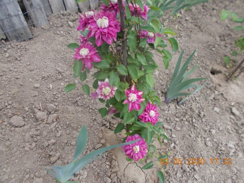  - Clematite 2016-2017-2019-2021-2022