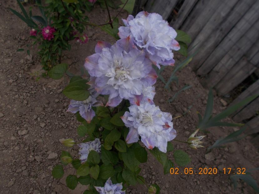  - Clematite 2016-2017-2019-2021-2022