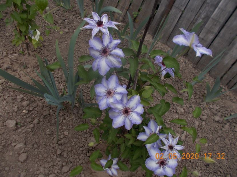  - Clematite 2016-2017-2019-2021-2022