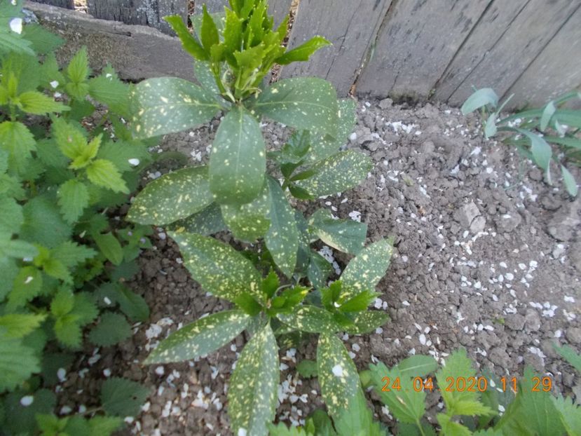 aucuba japonica variegata - ARBUSTI ORNAMENTALI DE GRADINA-2018-2020-2021-2022