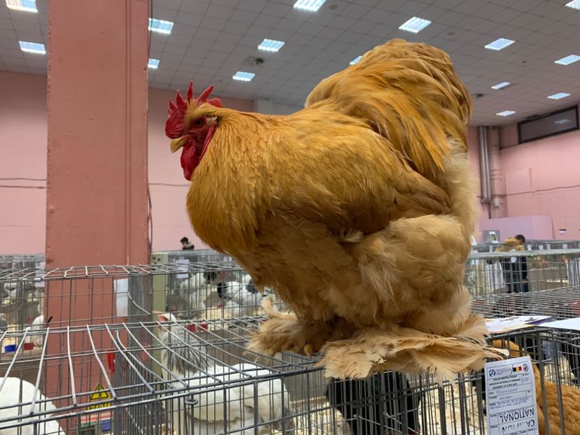 EDC79CC4-C67A-4FB9-AEA4-55ADBE352730 - Cochin galben 2019-2020