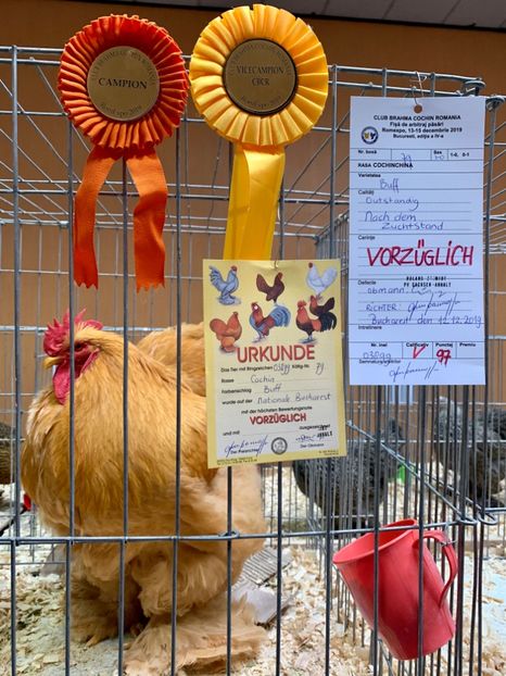 0CDB618B-66F9-46E6-B7E5-E2935B1B7938 - Cochin galben 2019-2020