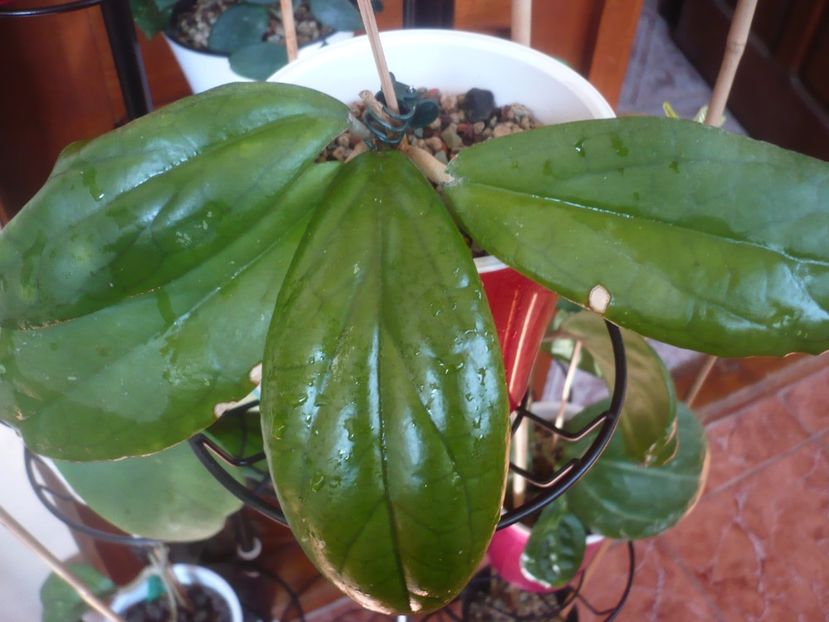 P1430795 - Hoya-frunze