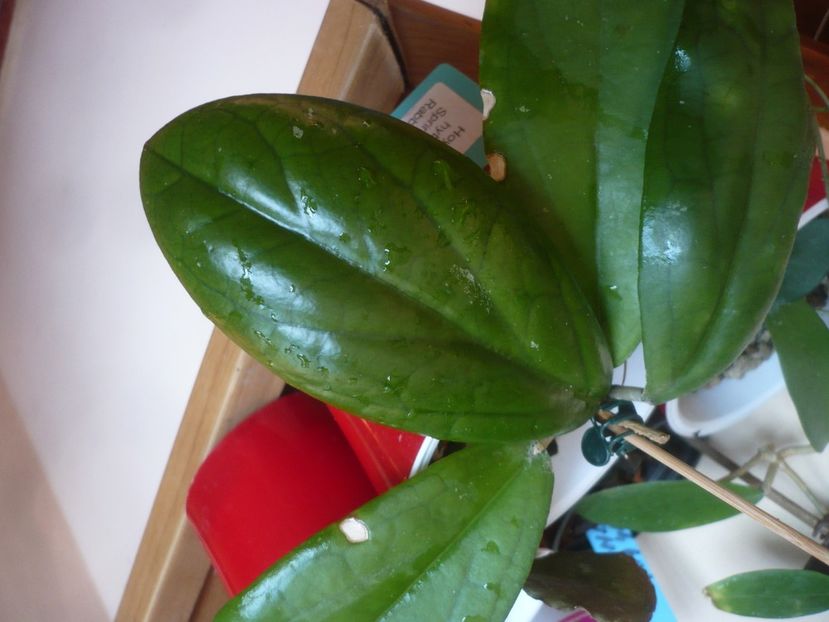 P1430799 - Hoya-frunze