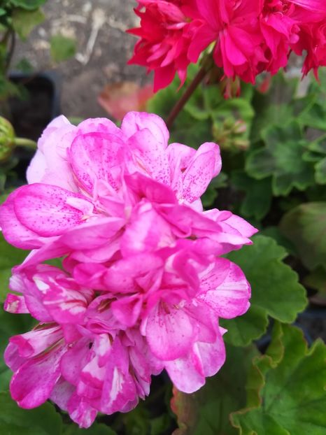 Double Pink Bird Eggs - A-Flori 2020