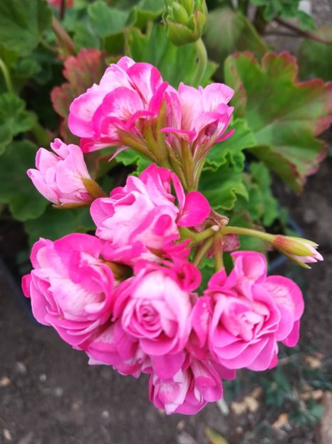 Australian Pink Rosebud - A-Flori 2020