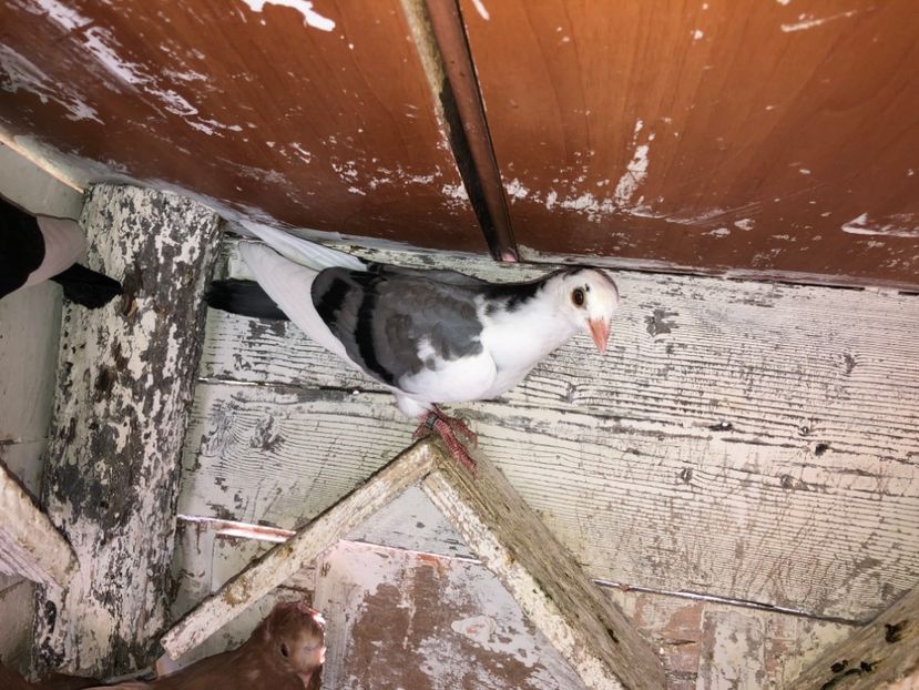  - volieră tineret
