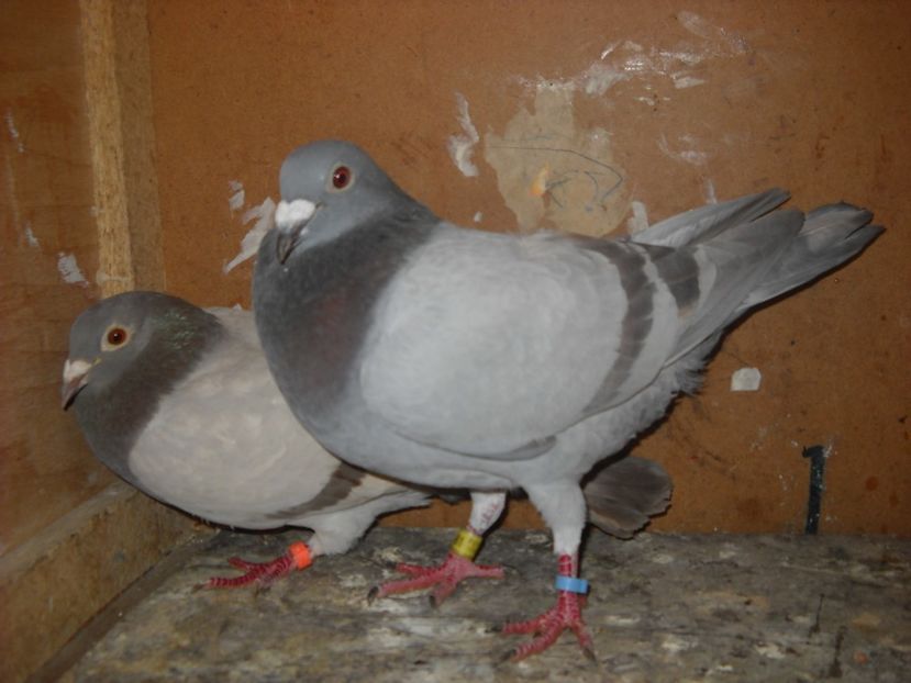  - UNDEVA IN SUCEAVA arhiva