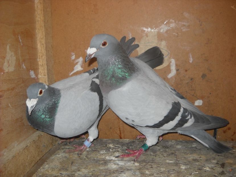  - UNDEVA IN SUCEAVA arhiva