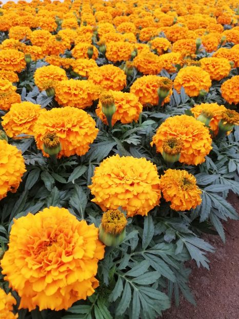 Tagetes - anuale
