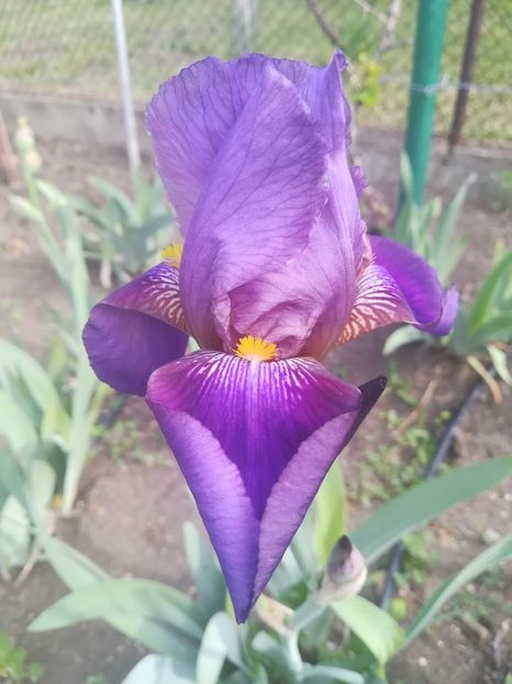 Highfull - Iriși 2020