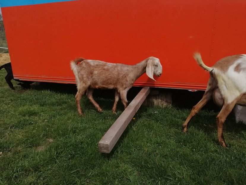  - Anglo nubiene 2020